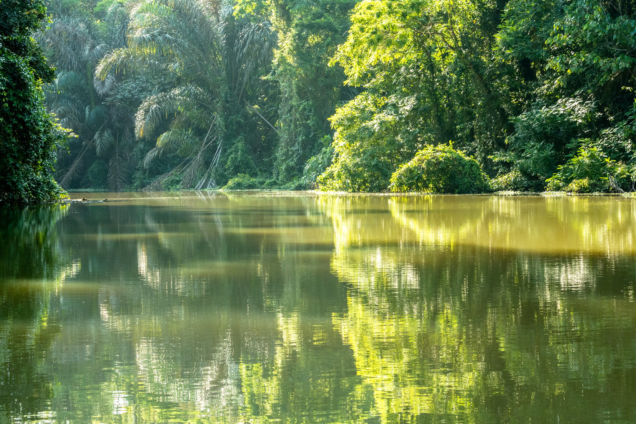Día 3 - Tortuguero